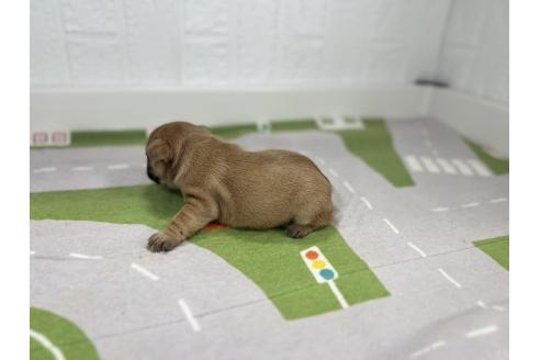 販売中の愛知県のフレンチブルドッグ-394195の6枚目