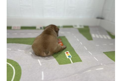 販売中の愛知県のフレンチブルドッグ-394195の3枚目