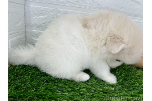 成約済の茨城県のミックス犬-392848の25枚目
