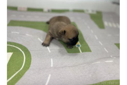 販売中の愛知県のフレンチブルドッグ-394197の4枚目