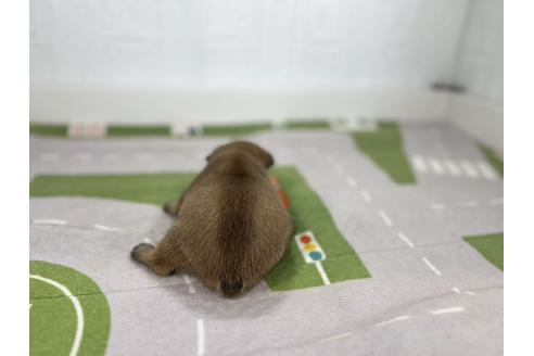 販売中の愛知県のフレンチブルドッグ-394197の3枚目