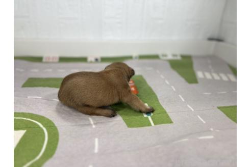 販売中の愛知県のフレンチブルドッグ-394197の2枚目