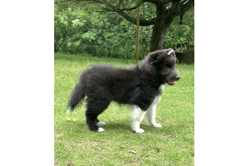 販売中の茨城県のシェットランドシープドッグ(シェルティ)-394256の9枚目