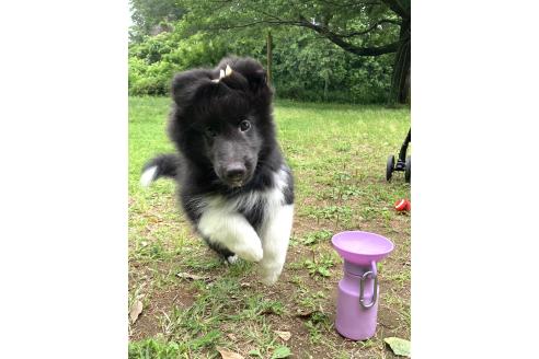 販売中の茨城県のシェットランドシープドッグ(シェルティ)-394256の8枚目