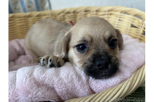 販売中の岡山県のミックス犬-388051の5枚目