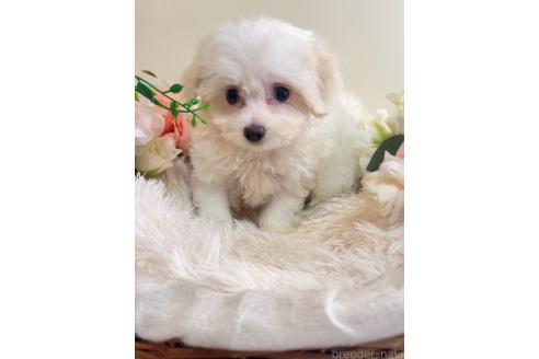 販売中の岐阜県のミックス犬-391557の2枚目