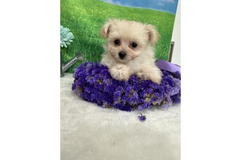 販売中の兵庫県のミックス犬-387101の2枚目