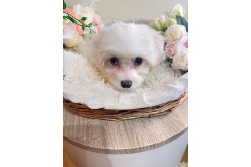 販売中の岐阜県のミックス犬-391561の8枚目