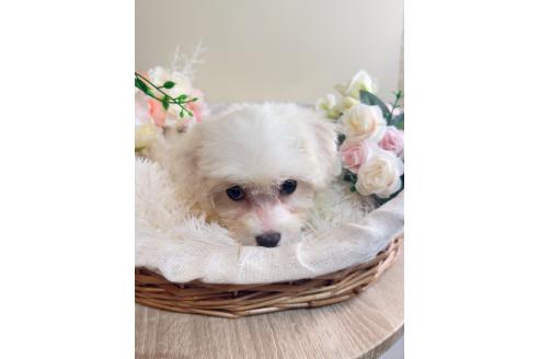 販売中の岐阜県のミックス犬-391561の7枚目