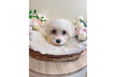 販売中の岐阜県のミックス犬-391561の6枚目