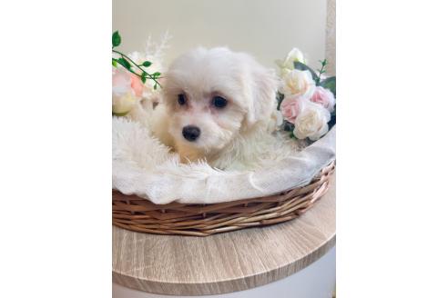 販売中の岐阜県のミックス犬-391561の5枚目