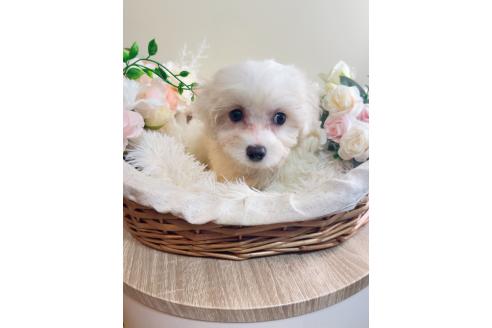 販売中の岐阜県のミックス犬-391561の4枚目