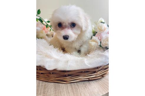 販売中の岐阜県のミックス犬-391561の3枚目