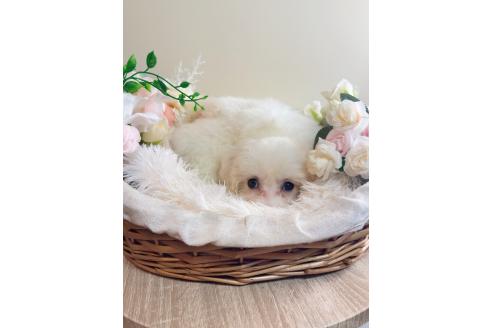 販売中の岐阜県のミックス犬-391561の2枚目