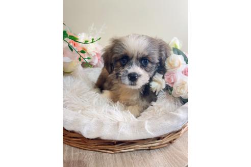 成約済の岐阜県のミックス犬-391567の4枚目