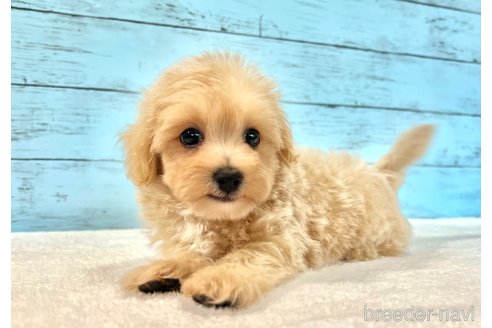 販売中の千葉県のマルプー:マルチーズ×トイプードル-389840の42枚目