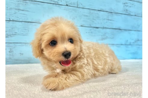販売中の千葉県のマルプー:マルチーズ×トイプードル-389840の32枚目