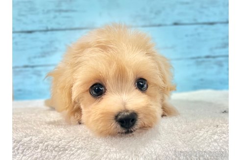 販売中の千葉県のマルプー:マルチーズ×トイプードル-389840の33枚目
