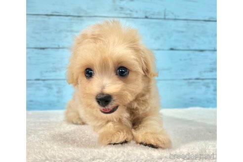 販売中の千葉県のマルプー:マルチーズ×トイプードル-389840の34枚目
