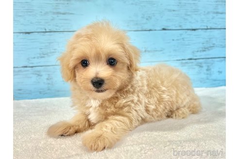 販売中の千葉県のマルプー:マルチーズ×トイプードル-389840の35枚目