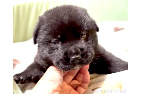 販売中の奈良県のミックス犬-393973の1枚目
