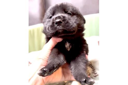 販売中の奈良県のミックス犬-393973の9枚目