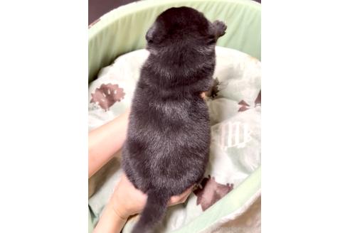販売中の奈良県のミックス犬-393973の8枚目