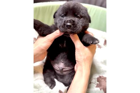 販売中の奈良県のミックス犬-393973の7枚目