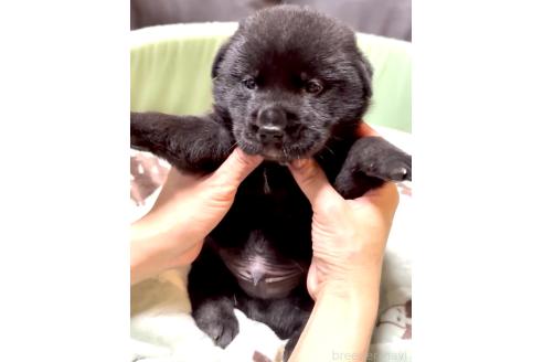 販売中の奈良県のミックス犬-393973の6枚目