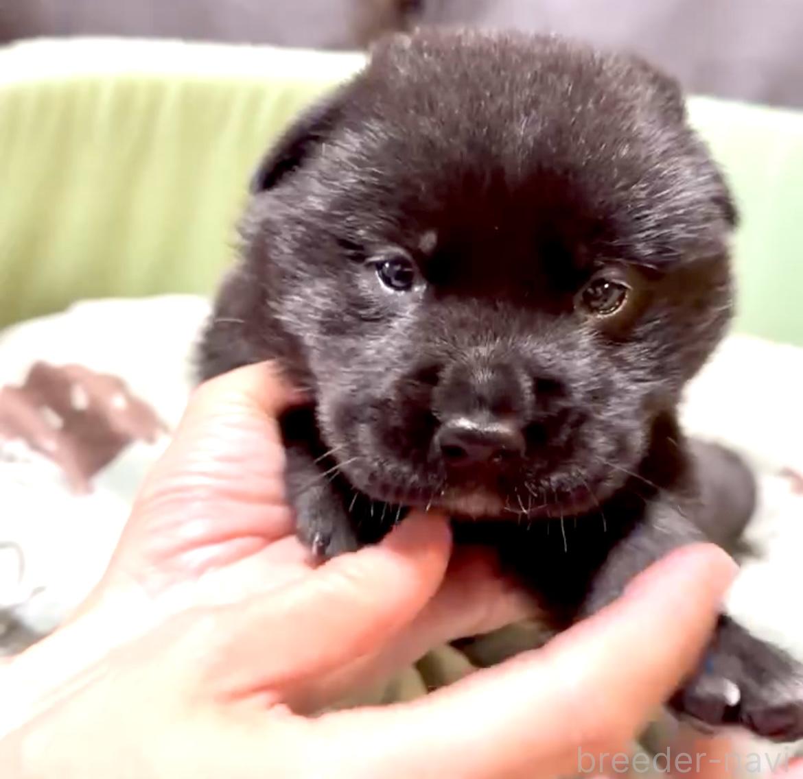 販売中の奈良県のミックス犬-393973の5枚目
