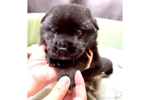 販売中の奈良県のミックス犬-393973の4枚目