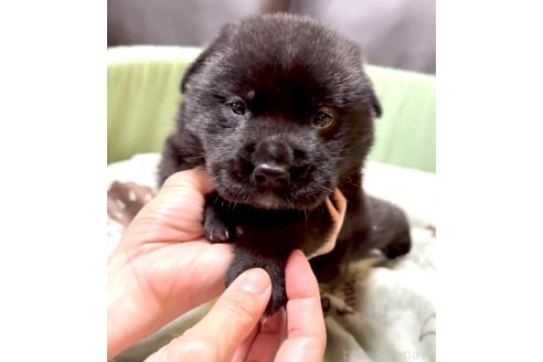 販売中の奈良県のミックス犬-393973の3枚目