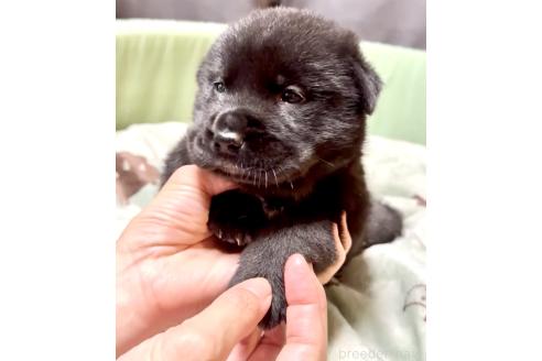販売中の奈良県のミックス犬-393973の2枚目