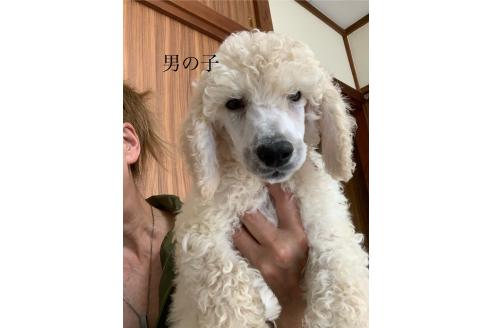 販売中の神奈川県のスタンダードプードル-382244の2枚目