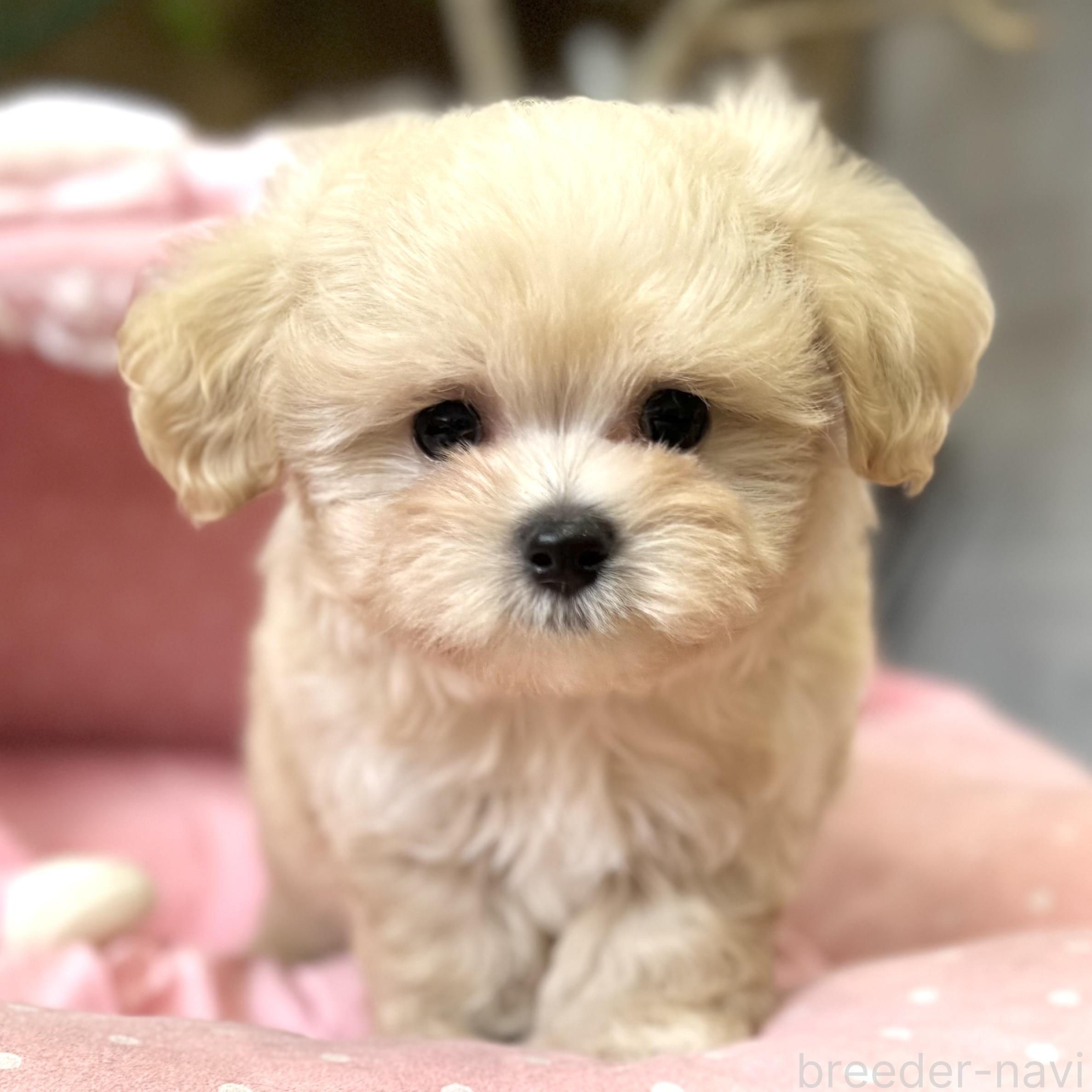 販売中の大阪府のマルプー:マルチーズ×トイプードル-393982の4枚目