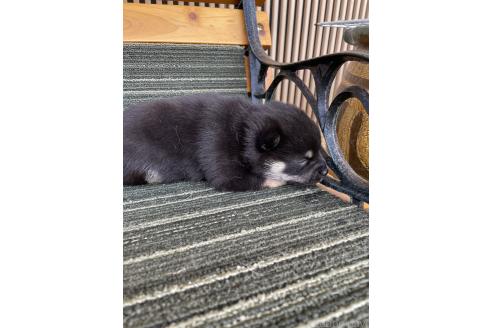 販売中の岡山県の柴犬-394233の4枚目