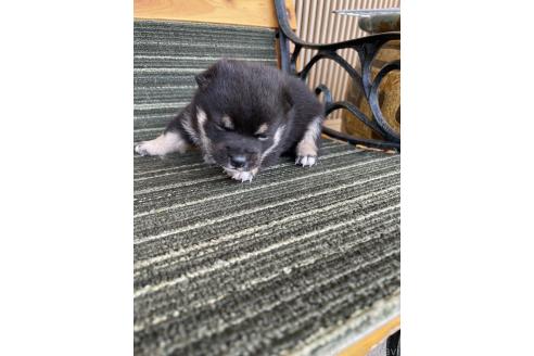 販売中の岡山県の柴犬-394233の3枚目