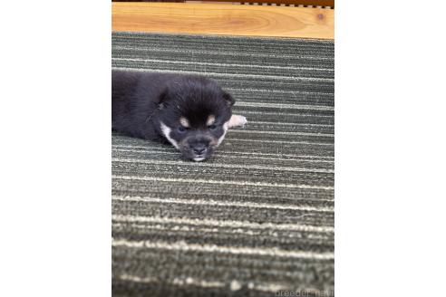 販売中の岡山県の柴犬-394234の3枚目