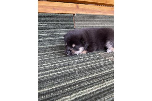 販売中の岡山県の柴犬-394234の2枚目