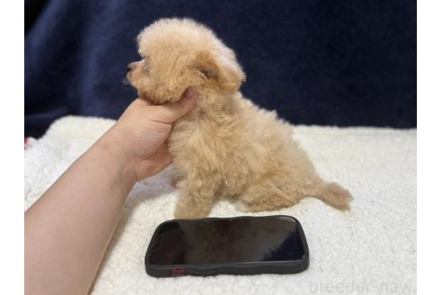 販売中の埼玉県のビションプー:ビションフリーゼ×トイプードル-394236の3枚目