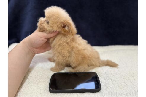 販売中の埼玉県のビションプー:ビションフリーゼ×トイプードル-394238の3枚目