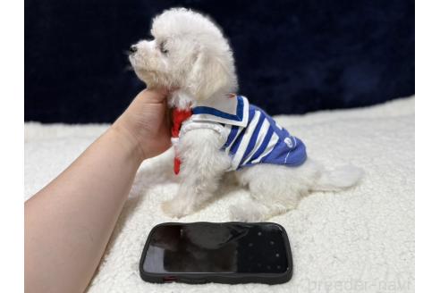 販売中の埼玉県のビションフリーゼ-394244の4枚目