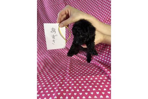 販売中の北海道のトイプードル-394263の2枚目