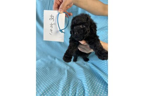 販売中の北海道のトイプードル-394271の3枚目