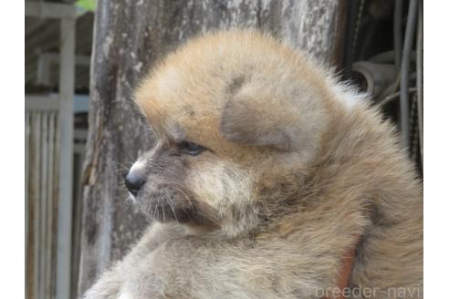 販売中の香川県の秋田犬-394284の3枚目