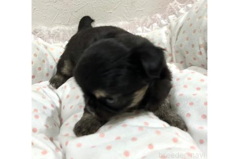 販売中の福岡県のチワワ(ロングコート)-394286の2枚目