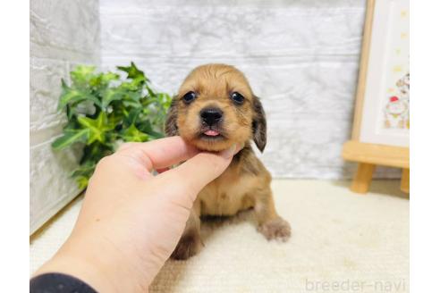 販売中の岐阜県のミニチュアダックスフンド(ロングヘアード)-394299の8枚目