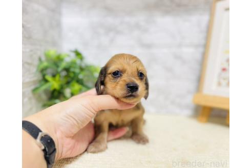 販売中の岐阜県のミニチュアダックスフンド(ロングヘアード)-394299の5枚目