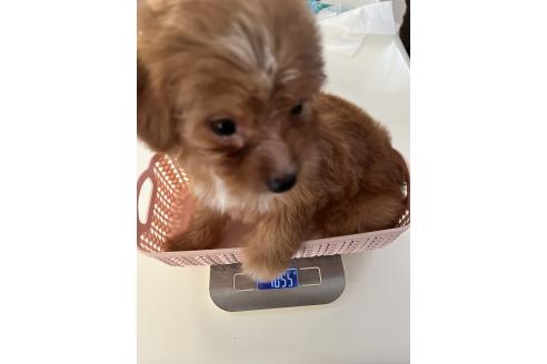 販売中の埼玉県のミックス犬-386413の5枚目