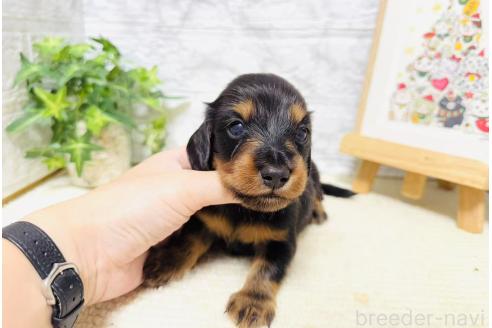 販売中の岐阜県のミニチュアダックスフンド(ロングヘアード)-394304の3枚目